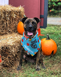 Sally's Way Dog Services