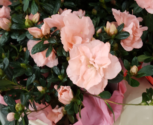 Supermarket «ALDI», reviews and photos, 250 Westminster Dr, Carlisle, PA 17013, USA