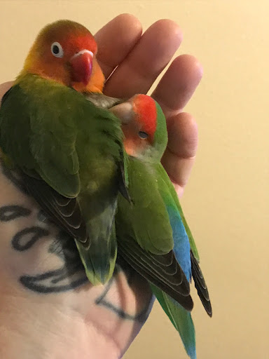 Pet Store «Adventure Birds of Bon Aqua», reviews and photos, 9600 TN-46, Bon Aqua, TN 37025, USA