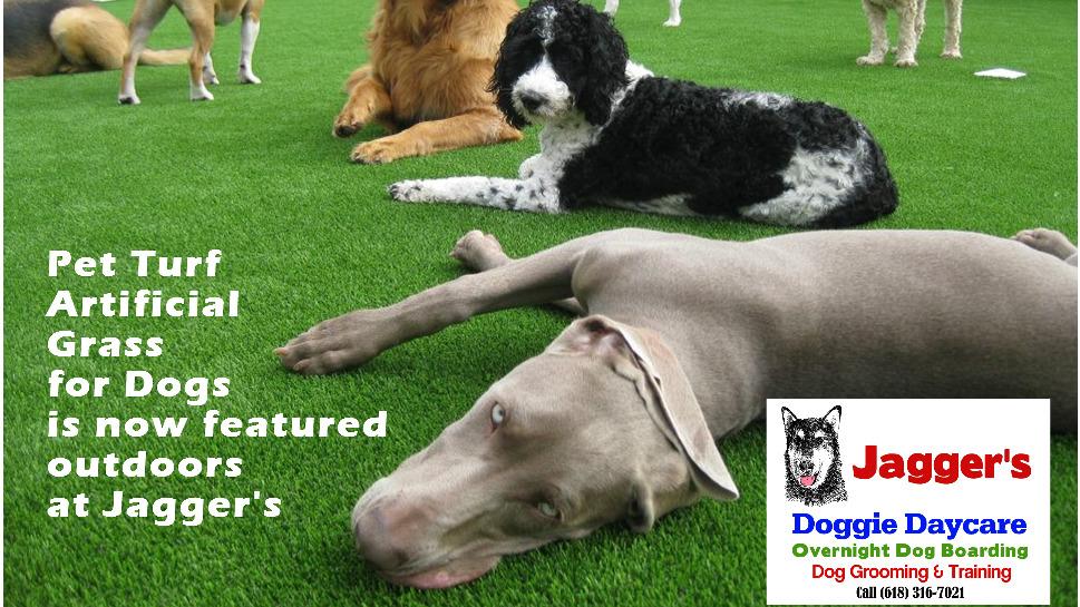 Jagger's Doggie Daycare, Dog Grooming, Training & Boarding