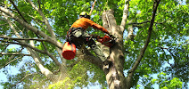 Edward's Tree Trimming - Photo 9 - Car repair in Beaumont, TX, Port Arthur
