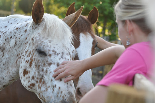 Garrison Equine Veterinary Care, LLC image