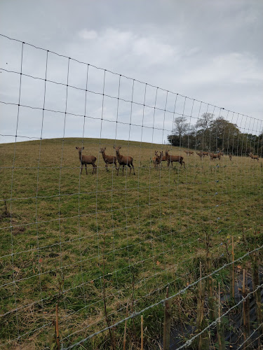 Isle of Wight Deer Farm - Newport