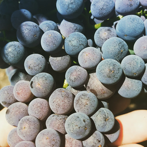 Winery «2 Hawk Vineyard & Winery», reviews and photos, 2335 N Phoenix Rd, Medford, OR 97504, USA