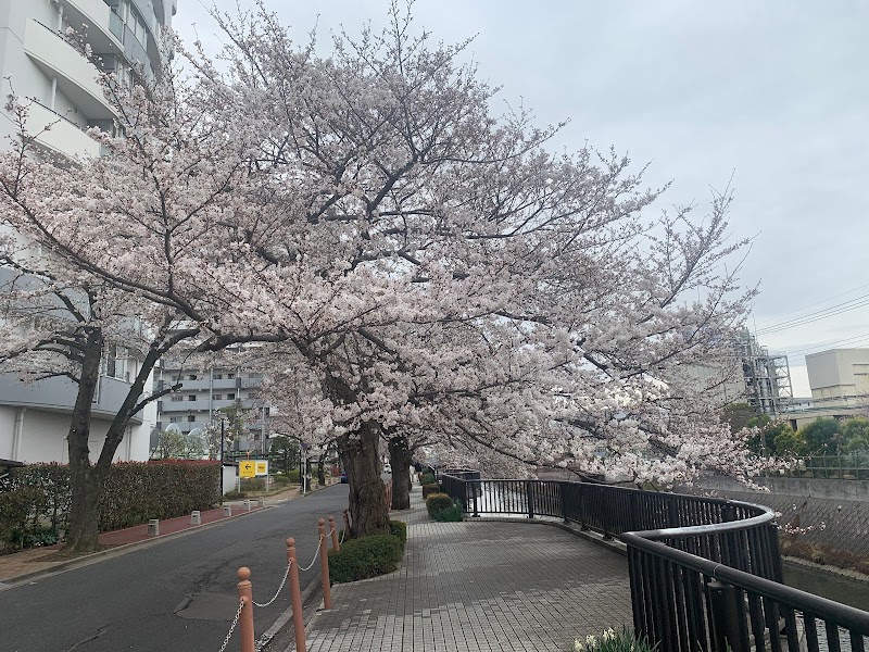 URプロムナード北松戸の桜並木