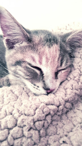 Pet Supply Store «Pet Supermarket», reviews and photos, 7805 Abercorn St, Savannah, GA 31406, USA