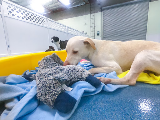 24 Hour Dog Daycare image