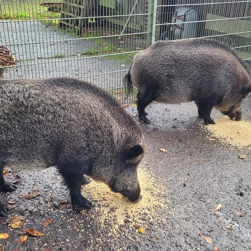 Wildgehege Marienhölzung