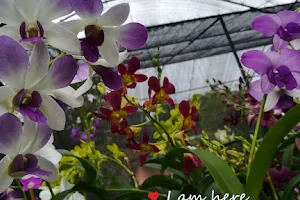 Gihan's Orchids Nursery Ambalangoda image