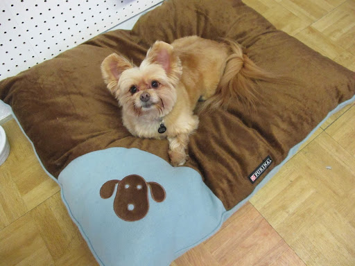 Pet Supply Store «Coast Pet Supplies», reviews and photos, 880 N Coast Hwy, Laguna Beach, CA 92651, USA