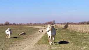Photo n°47 de Mazet du Vaccares à Arles ()