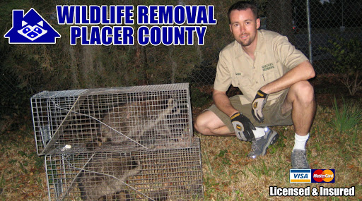 Professional Wildlife Removal Placer County