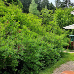 Photo n°2 de l'avis de Raimund.r fait le 20/06/2022 à 08:50 sur le  Waldcafe Forellenteich à Braunlage