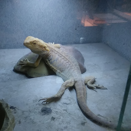 Pet Store «Cold Blooded Pets», reviews and photos, 176 Main St, Acushnet, MA 02743, USA