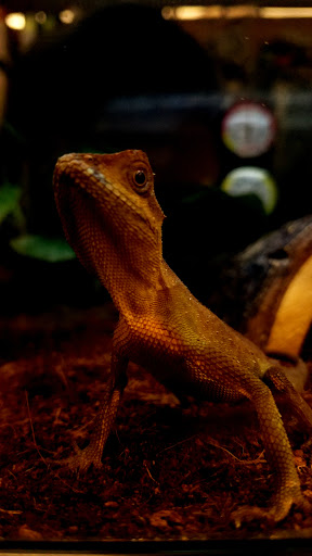 Pet Supply Store «Petco Animal Supplies», reviews and photos, 9311 192nd Ave E, Bonney Lake, WA 98391, USA