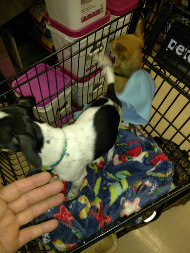 Pet Supply Store «Petco Animal Supplies», reviews and photos, 205 Washington St #11, Hudson, MA 01749, USA