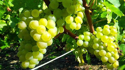 Champagne Boutillez Marchand à Villers-Marmery