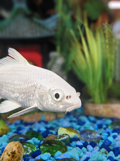 Pet Supply Store «Petco Animal Supplies», reviews and photos, 231 N Glendale Ave, Glendale, CA 91206, USA