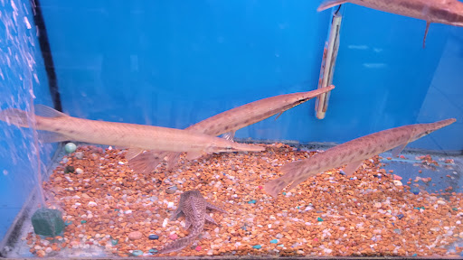 Tropical Fish Store «Xtreme Fish & Pets», reviews and photos, 11415 Bellaire Blvd # A, Houston, TX 77072, USA