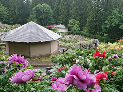 【印刷可能】 長谷 ぼたん 園 283526-長谷ぼたん園 開花状況