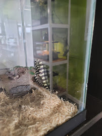 Indigo Reptile Co. - Photo 9 - Car repair in Largo, FL, Clearwater