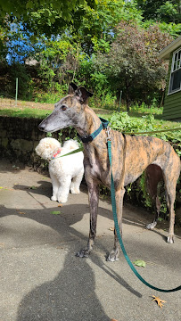 Pup Strut - Photo 3 - Car repair in , Cambridge