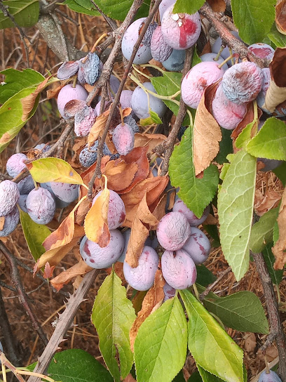 Zona de senderismo – CIRUELAS SILVESTRES – La Adrada