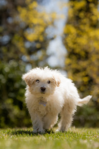 Aczel Santana Photography - Photo 7 - Car repair in , Reno