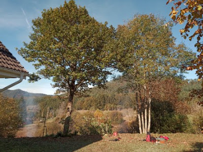Grinner Fabien Service paysage élagage à Xonrupt-Longemer