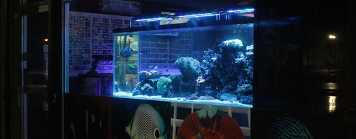 Pet Supply Store «Tropical Island Aquarium Fish Store Long Island», reviews and photos, 2112 Deer Park Ave, Deer Park, NY 11729, USA