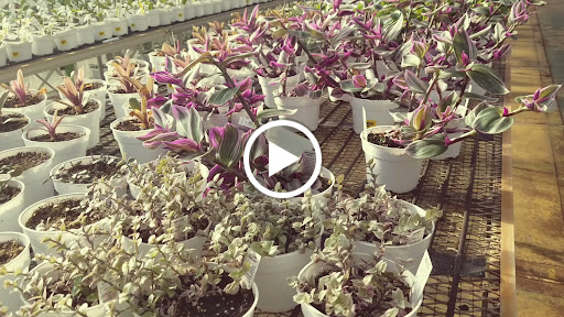 Florist «Dutch & Olgas Greenhouse», reviews and photos, 1285 NJ-36, Hazlet, NJ 07730, USA