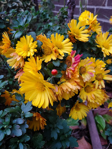 Park «Asser Levy Park», reviews and photos, 302 Sea Breeze Ave, Brooklyn, NY 11224, USA