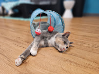 Crooked Tail Cat Cafe - Photo 7 - Car repair in Winston-Salem, NC, Winston-Salem