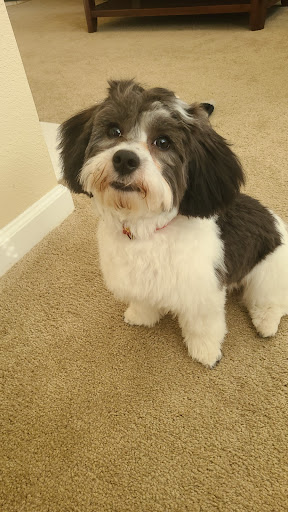 Pet Groomer «Tidy Dog Pet Supply & Salon», reviews and photos, 2612 Lebanon Pike A, Nashville, TN 37214, USA