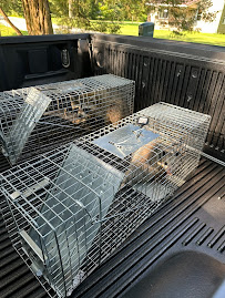 Critter Capture - Photo 7 - Car repair in , Toledo