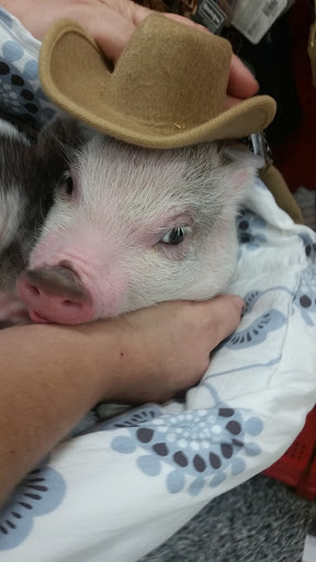 Pet Supply Store «Petco Animal Supplies», reviews and photos, 1500 N Town E Blvd, Mesquite, TX 75150, USA