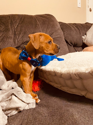 Pet Supply Store «PetSmart», reviews and photos, 3500 Ross Clark Cir, Dothan, AL 36303, USA