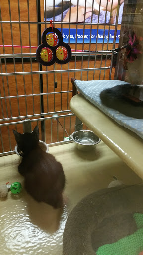 Pet Supply Store «PetSmart», reviews and photos, 262 Pooler Pkwy, Pooler, GA 31322, USA