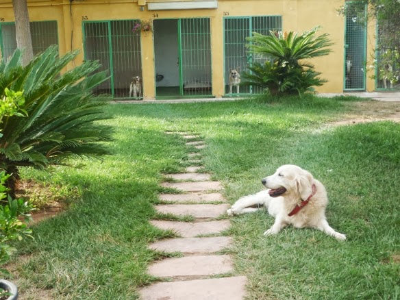 Residencia Canina Valcan