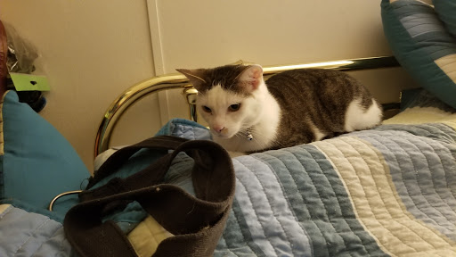 Animal Shelter «Coastal Humane Society», reviews and photos