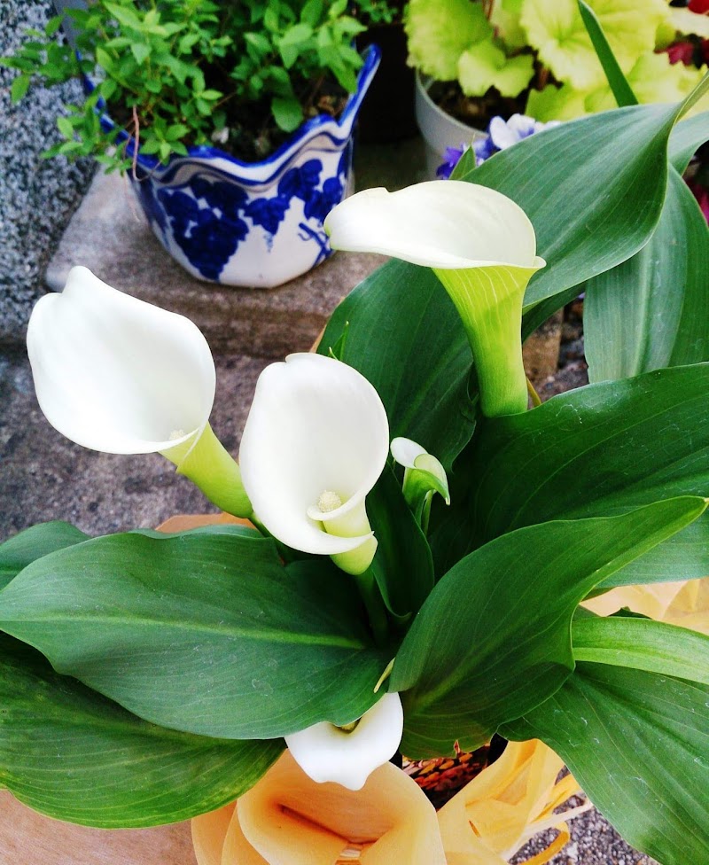 有 伊藤花店 京都 花屋 グルコミ