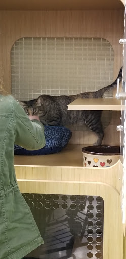 Pet Supply Store «Petco Animal Supplies», reviews and photos, 6834 Wesley St f, Greenville, TX 75402, USA