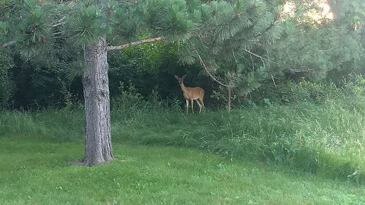 Public Golf Course «Princeton Valley Golf Course», reviews and photos, 2300 W Princeton Ave, Eau Claire, WI 54703, USA