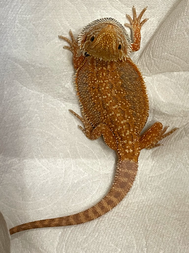 Pet Store «The Pet Works», reviews and photos, 407 4th Ave E, Olympia, WA 98501, USA