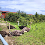 Photo n°3 de l'avis de Maddin.e fait le 07/08/2023 à 16:36 sur le  Hofladen Straussenfarm Ostseeblick à Hohenfelde