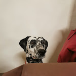 Photo n°1 de l'avis de Leo.u fait le 12/08/2022 à 07:25 sur le  HOSTERIA IL PORCINO à Zafferana Etnea