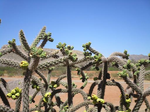 Mobile Home Park «Twin Buttes Mobile Home & RV Court», reviews and photos, 4027 N Twin Buttes Ct, Douglas, AZ 85607, USA