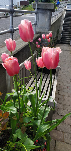 Grocery Store «Roche Harbor Grocery Store», reviews and photos, 248 Reuben Memorial Dr, Friday Harbor, WA 98250, USA