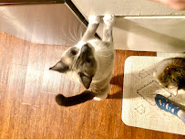 K-9 KATS PET SITTING - Photo 4 - Car repair in , Los Angeles