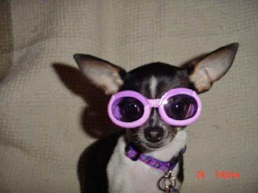 Pet Supply Store «Pet Supermarket», reviews and photos, 501 Cypress Gardens Blvd, Winter Haven, FL 33880, USA